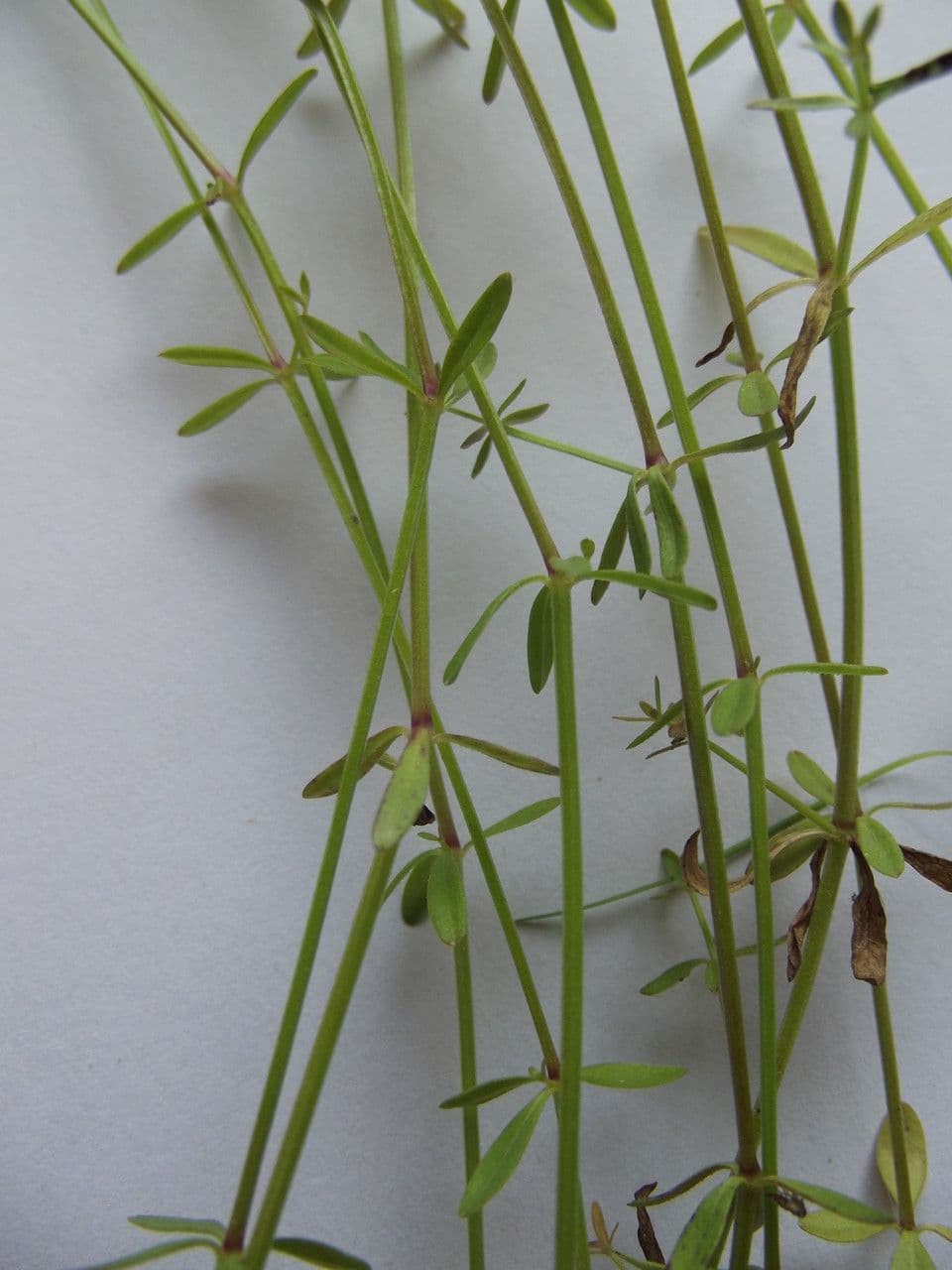 Caglio palustre 29