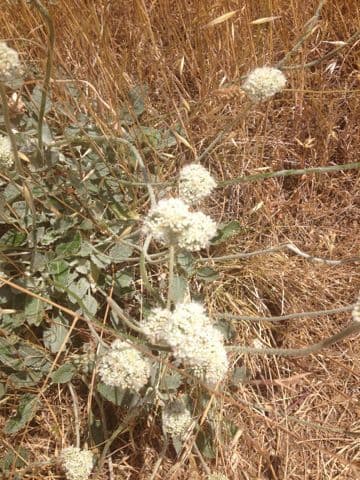 Eriogonum 9