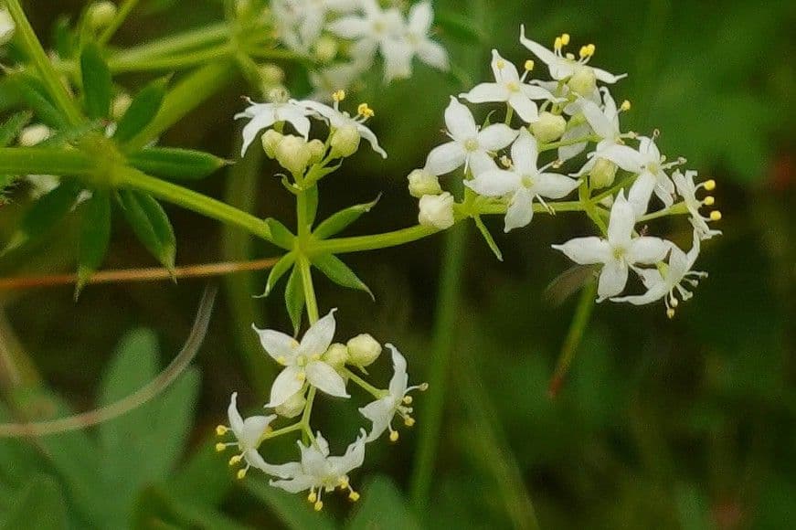 Caglio bianco 8