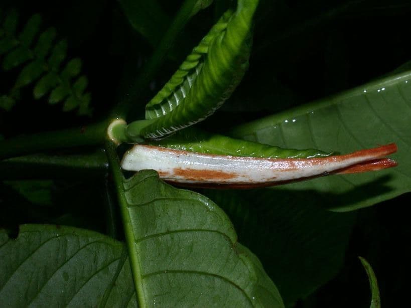 Psychotria 21