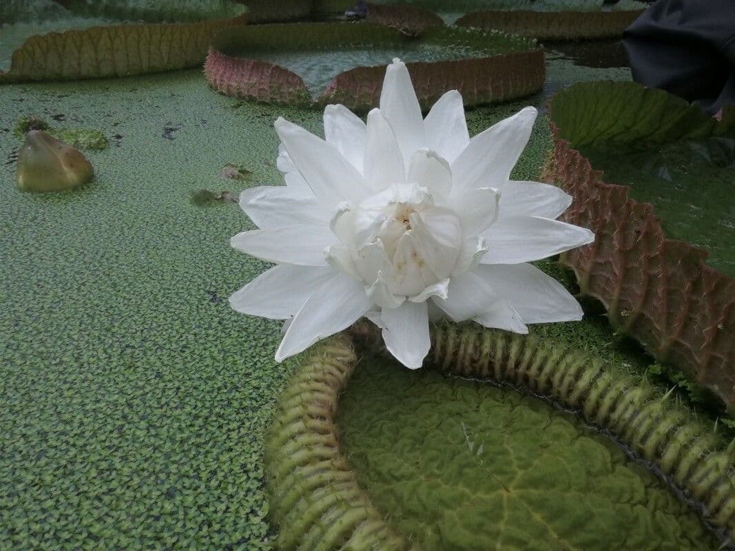 Kreuzblättrige Seerose 3