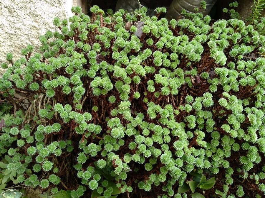 Sedum 5
