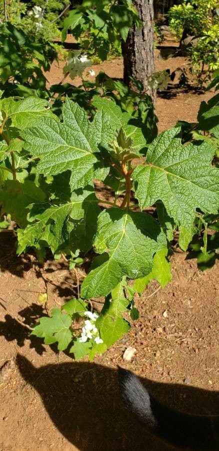 Hortenzie" 18