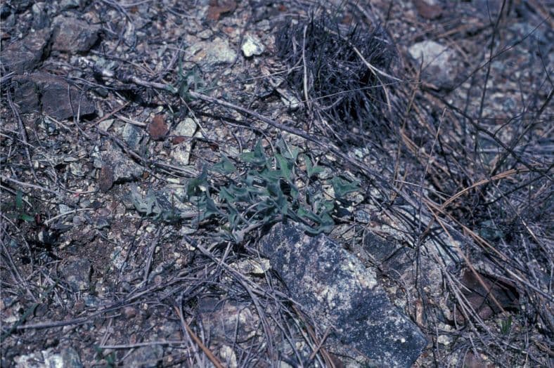 Vilucchio delle colline 9