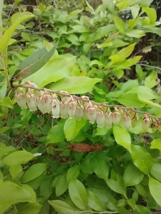 Lyonia lucida 3