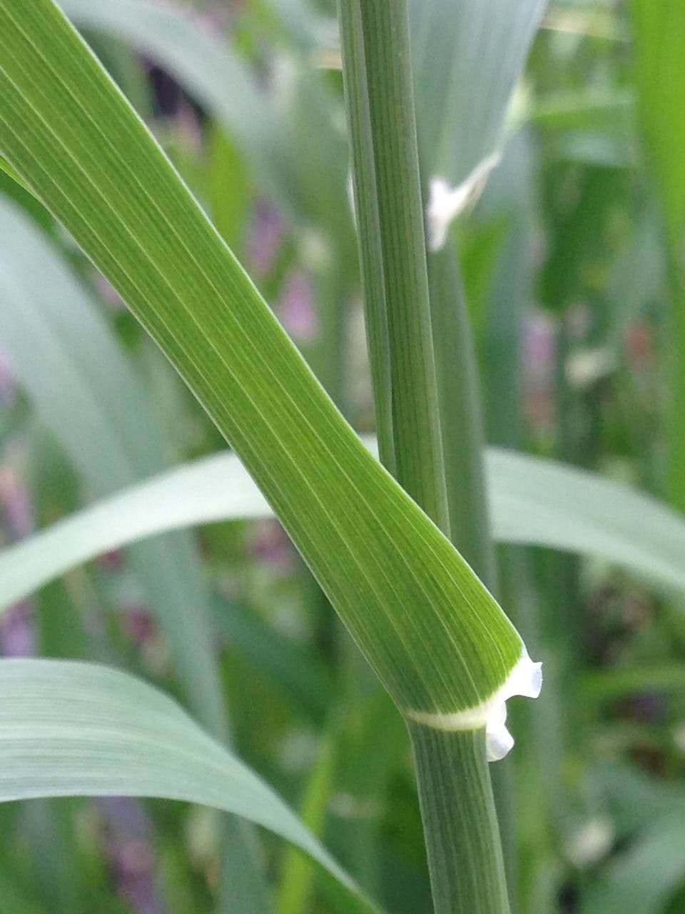 Scagliola 21