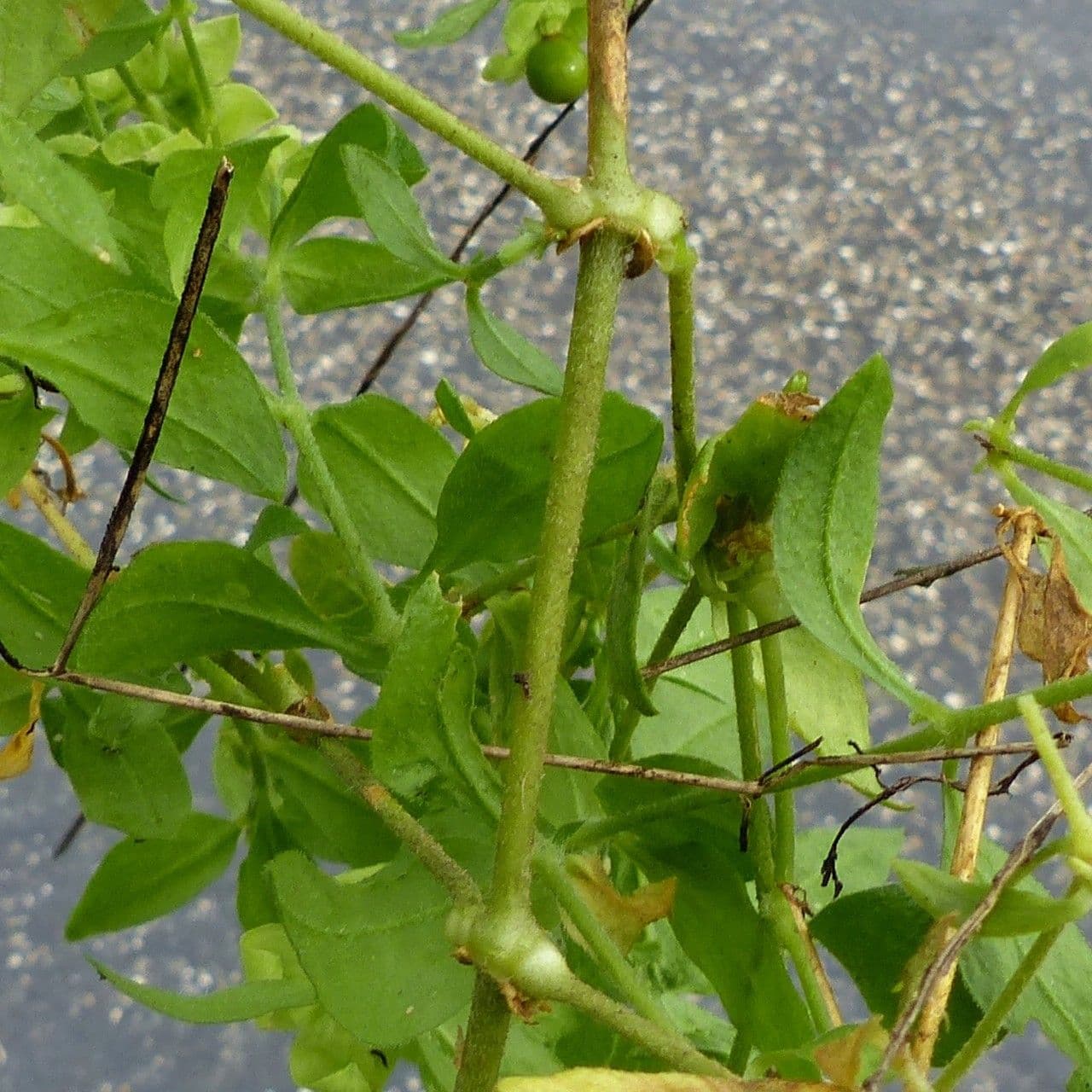 Hühnerbiss 22