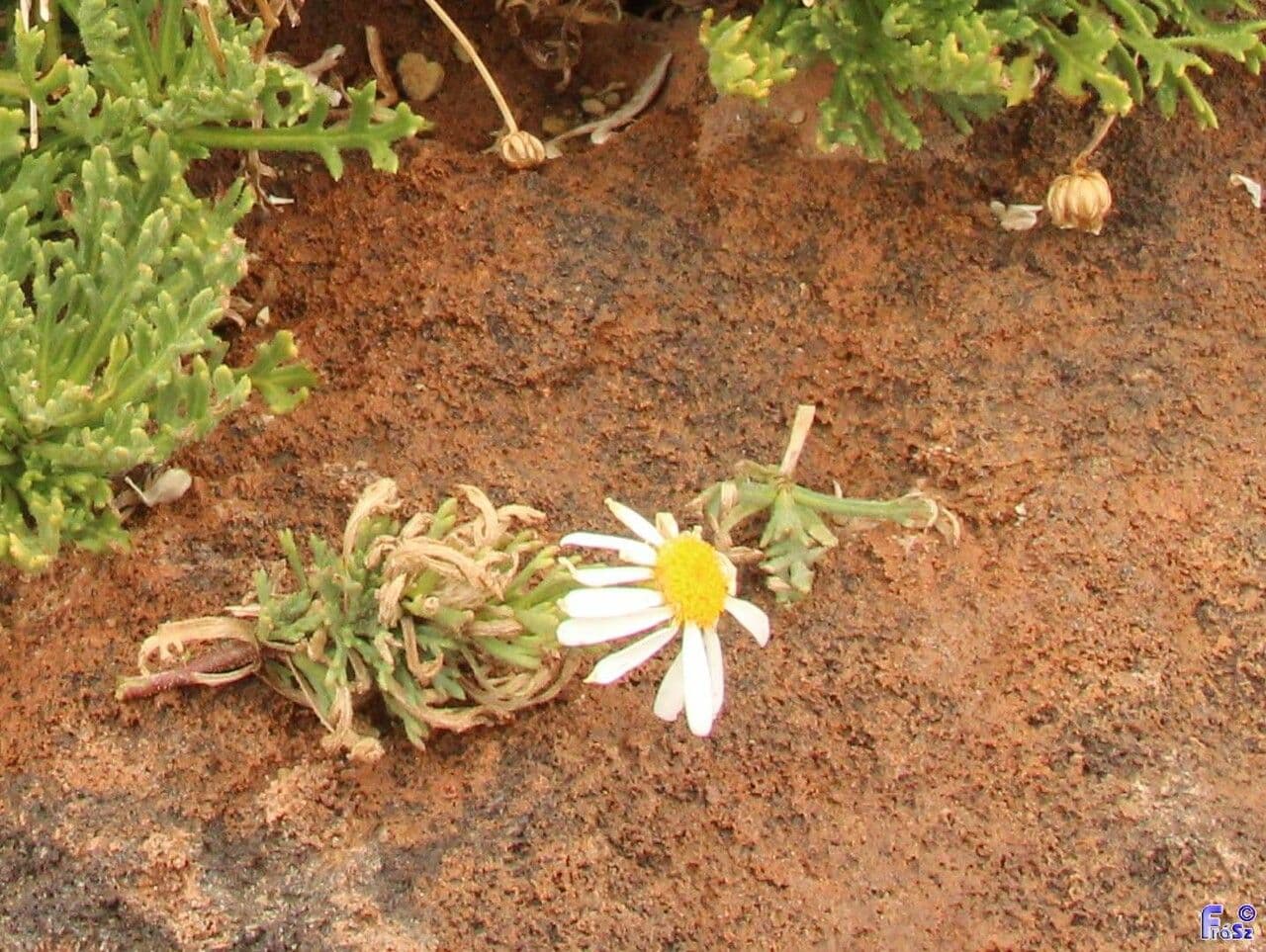 Argyranthemum