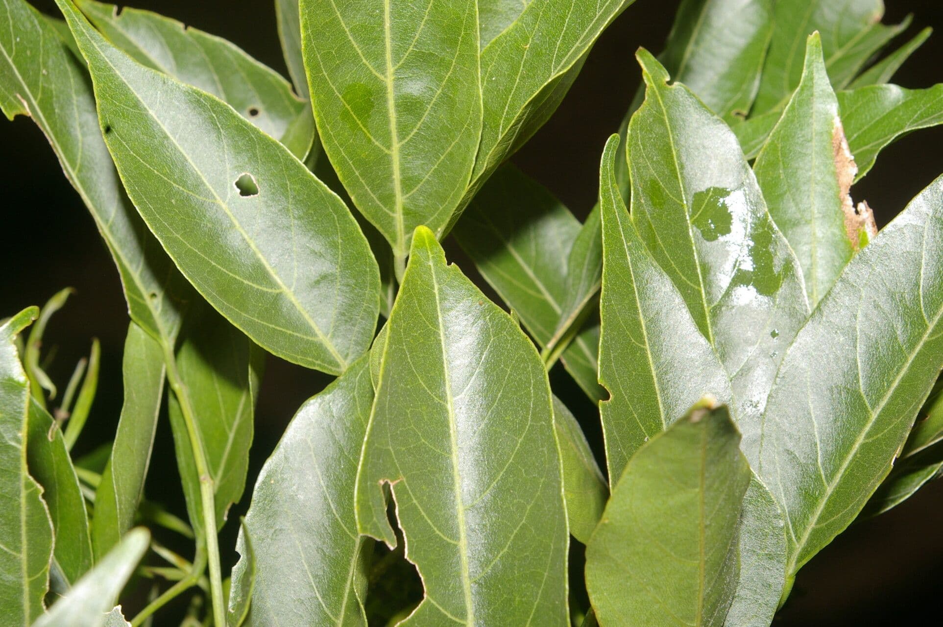 Lonchocarpus 3