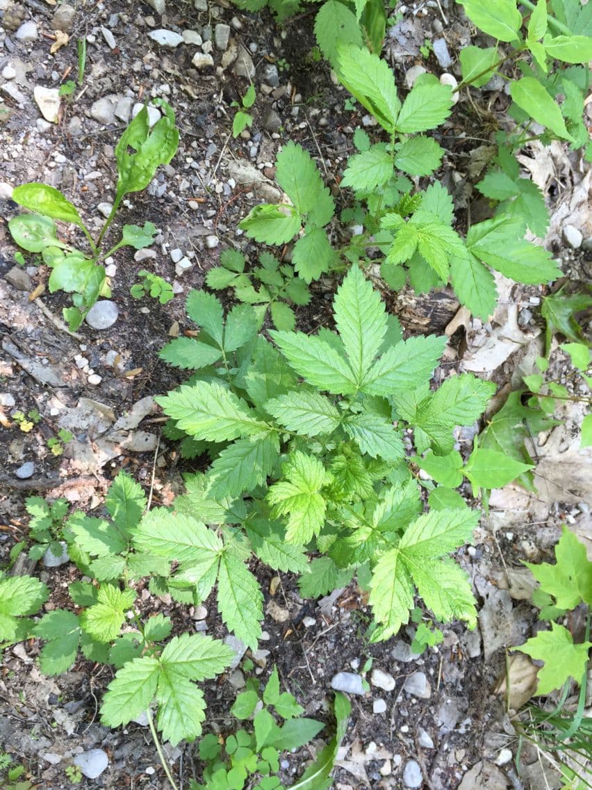 Geum de Alepo 15