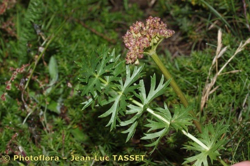 Endressia pyrenaica 6