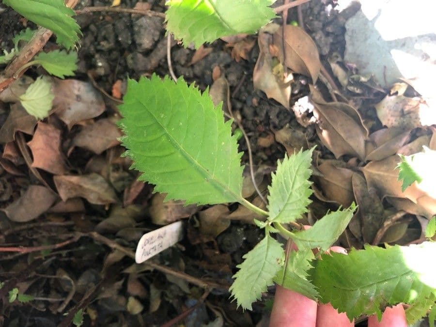 Jovellana 5