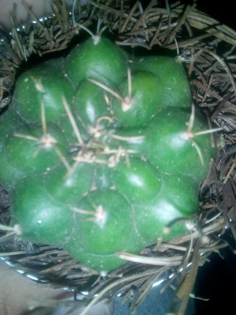 Gymnocalycium