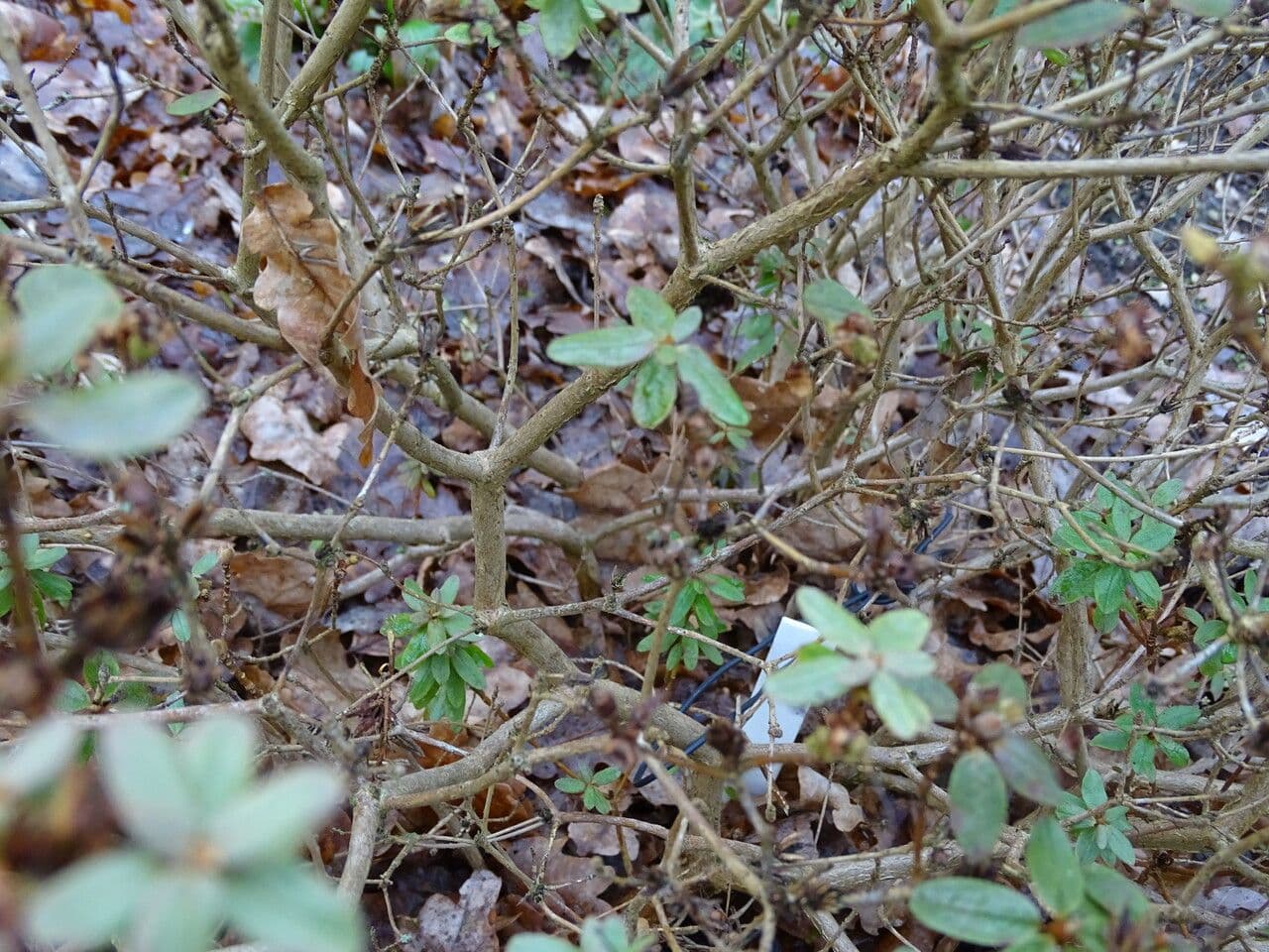 Rododendro lapponico 16