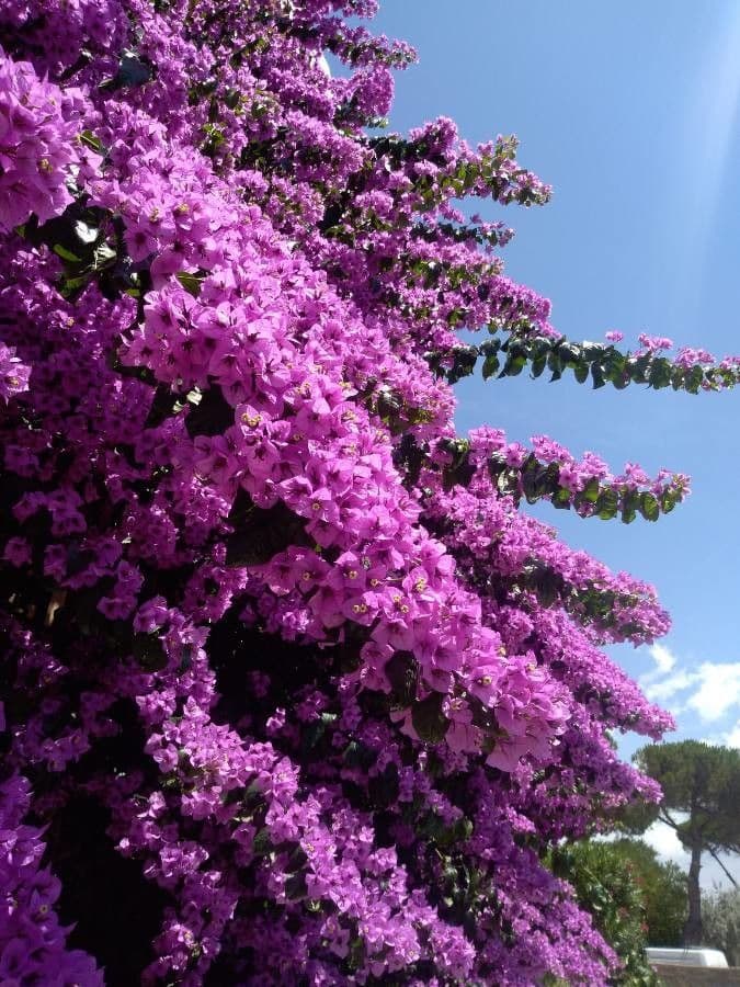 Bugenvilea 8