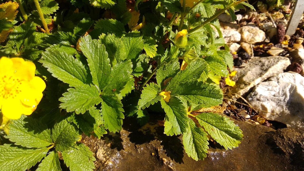 Potentilla 2