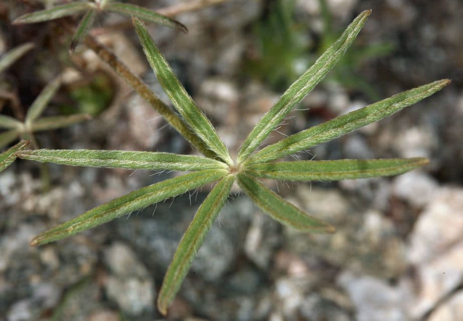 Łubin Coultera 17