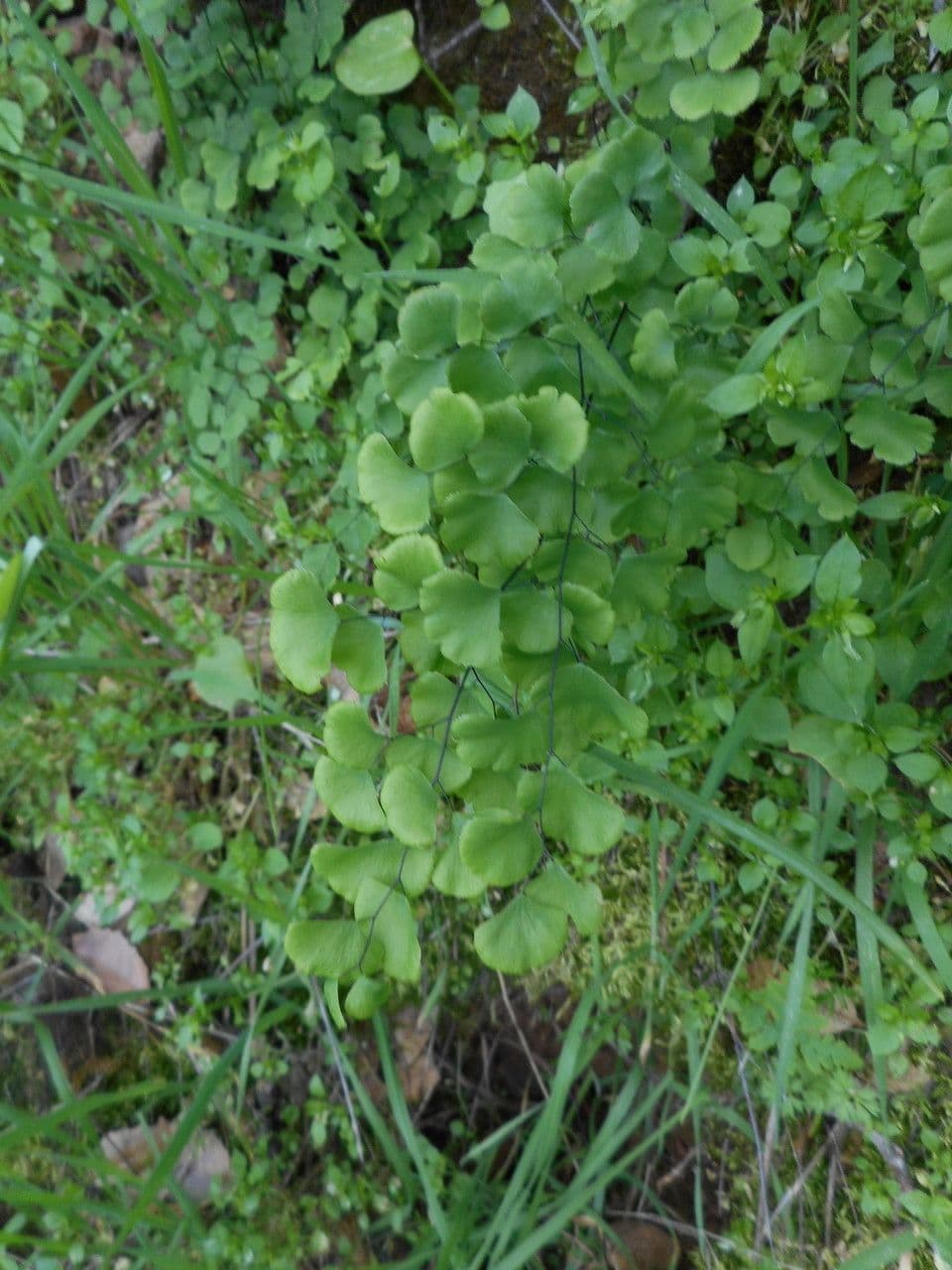Zalotka 2