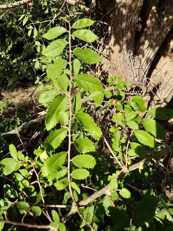 Hemiptelea davidii 10