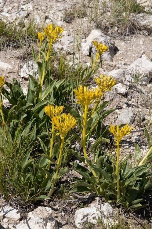 Testa gialla del deserto