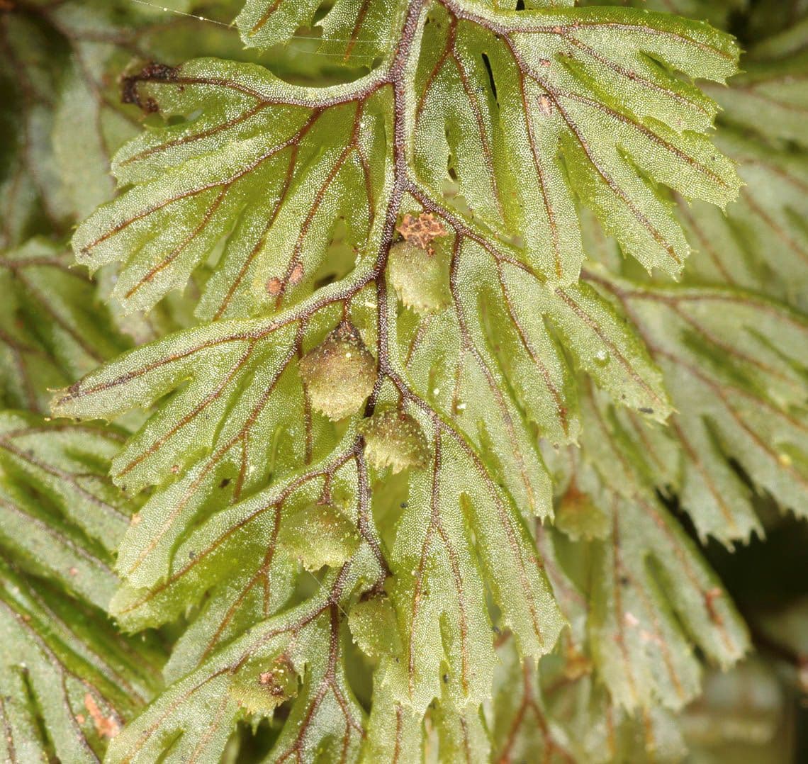 Braunes Hymenophyllum 14