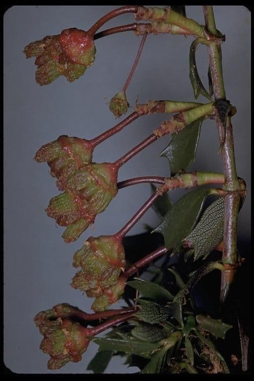 Ceanothus 15