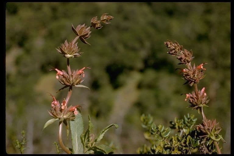 Salvia spathacea