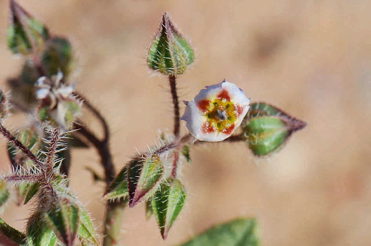 Trichodesma 4