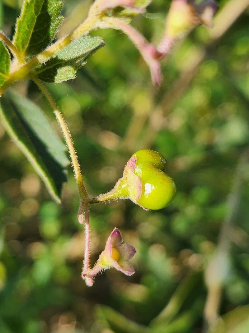 Lantana 2