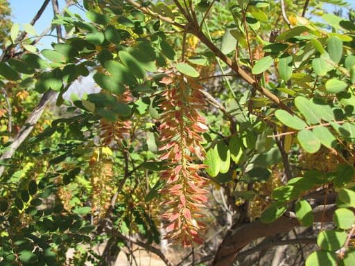 Amorphoides Alvaradoa 8