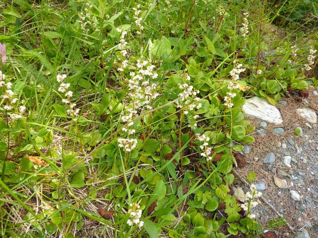 Round-leaf wintergreen 12