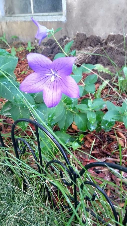 Platycodon à grandes fleurs 25