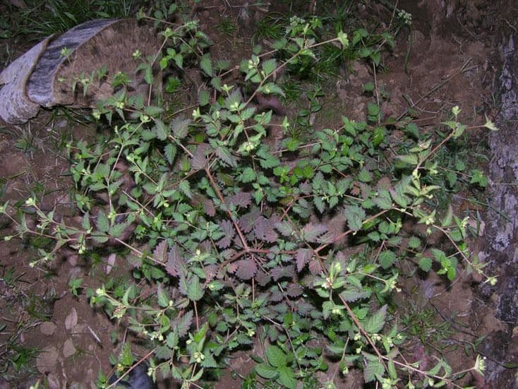 Croton 6