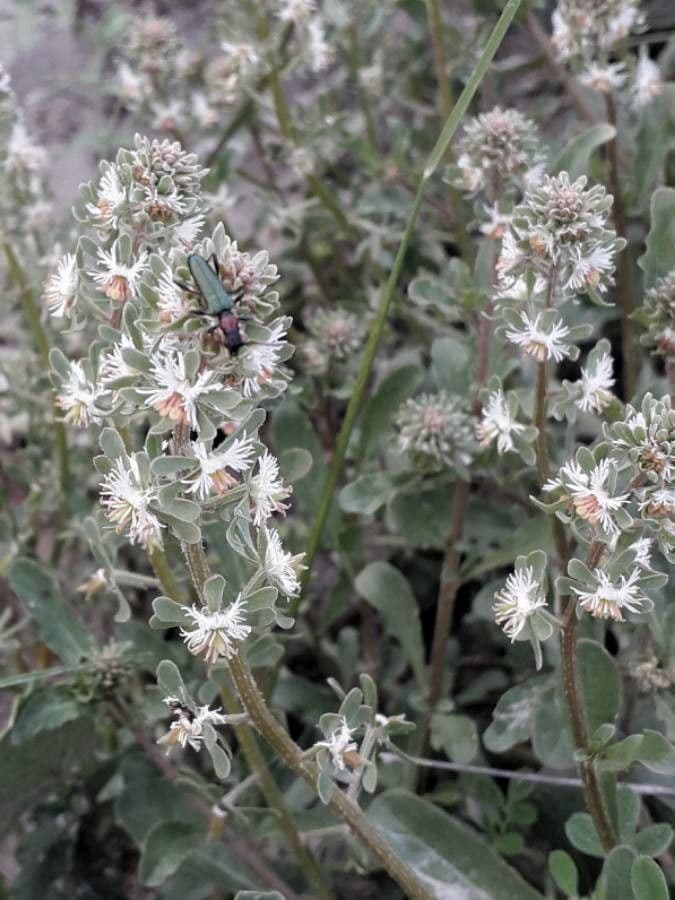Reseda comune 10