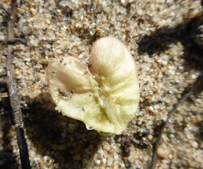 Abronia umbellata 2
