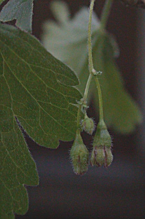 Ribes divaricato 14