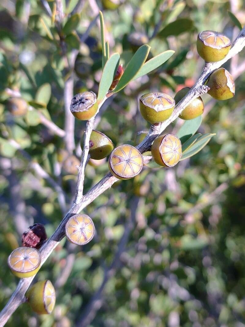 Leptospermum laevigatum 3