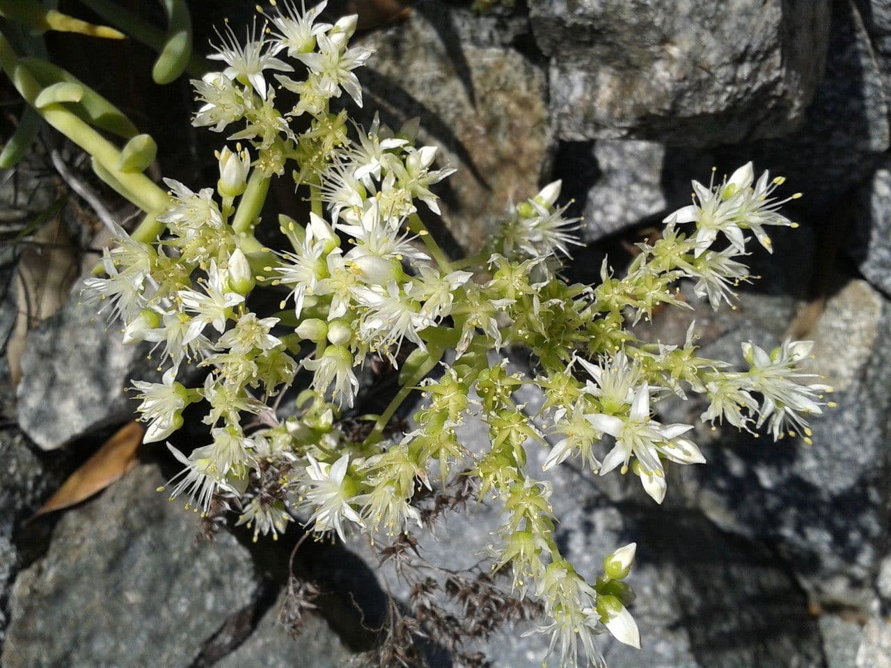 Dudleya densiflora 3