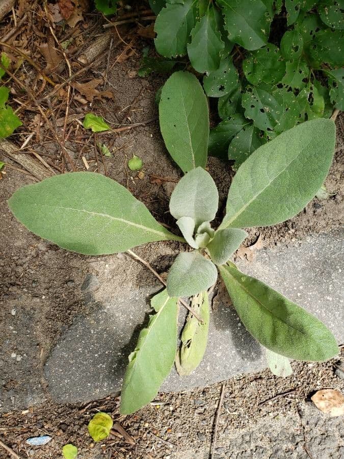 Verbasco phlomoides 14