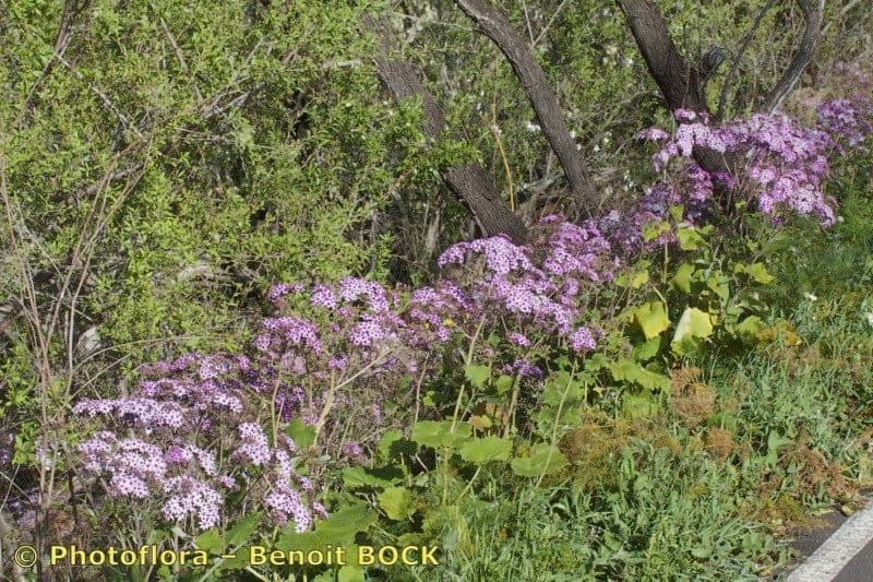 Pericallis 11