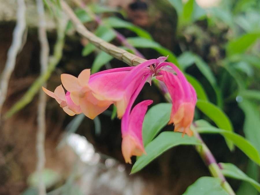 Dendrobium 3