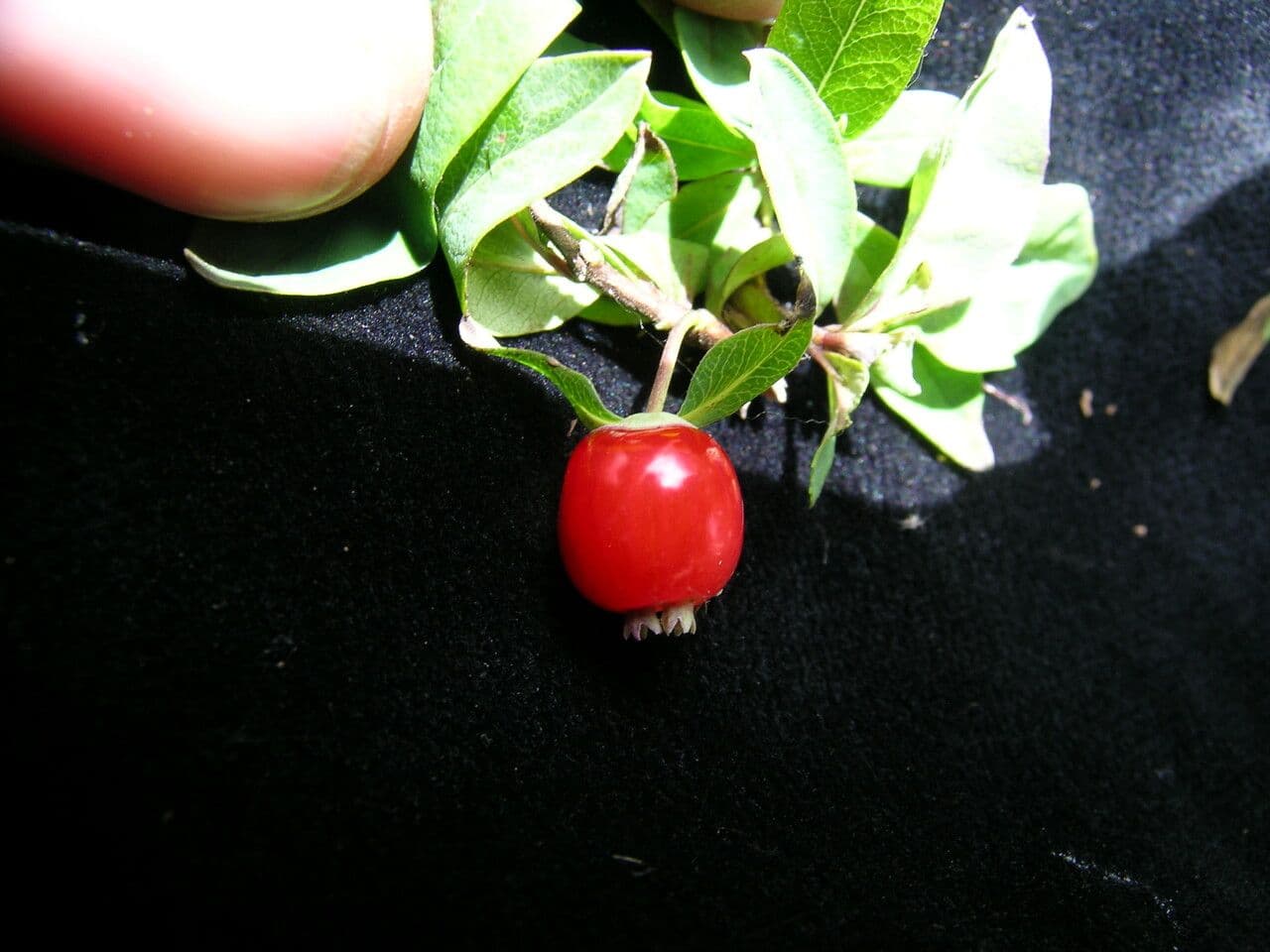 Geißblatt 10