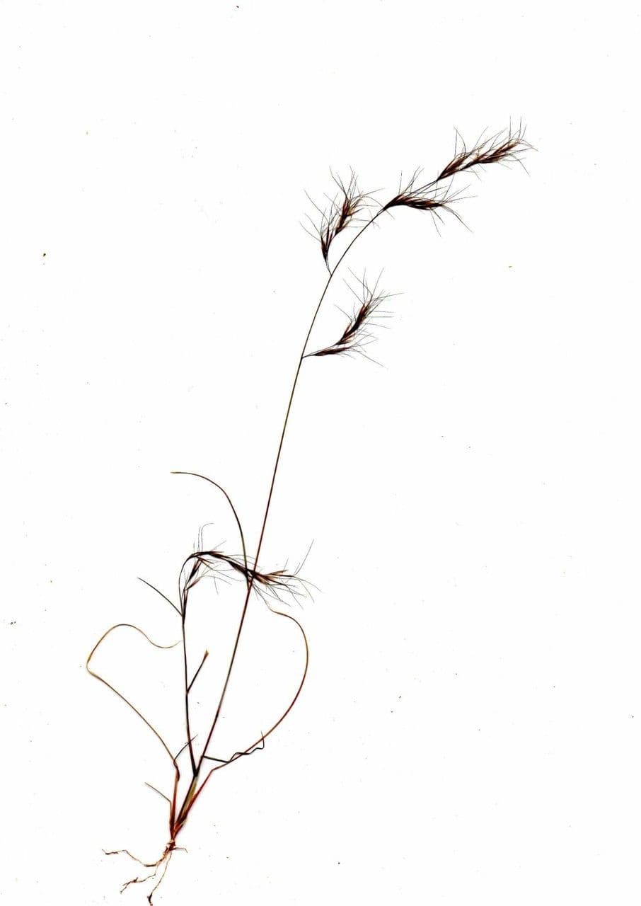 Aristida 10