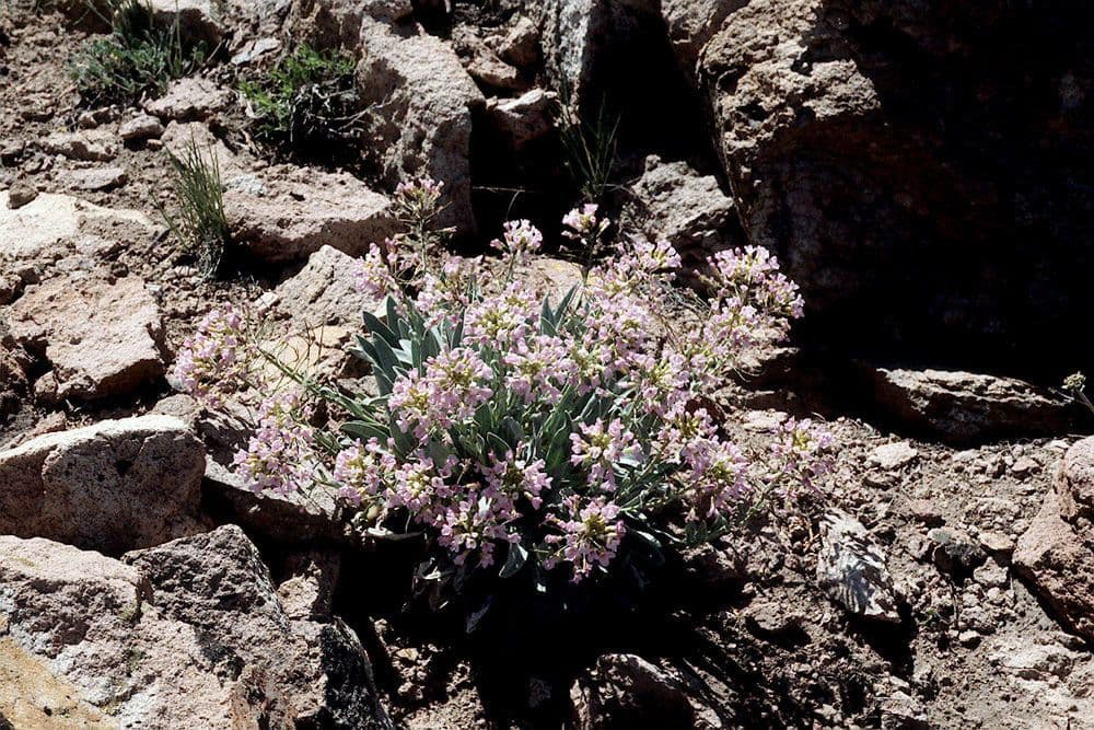 Phoenicaulis 10