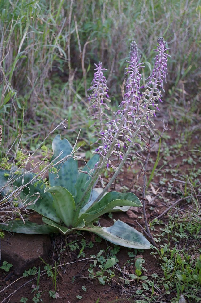 Ledebouria 6