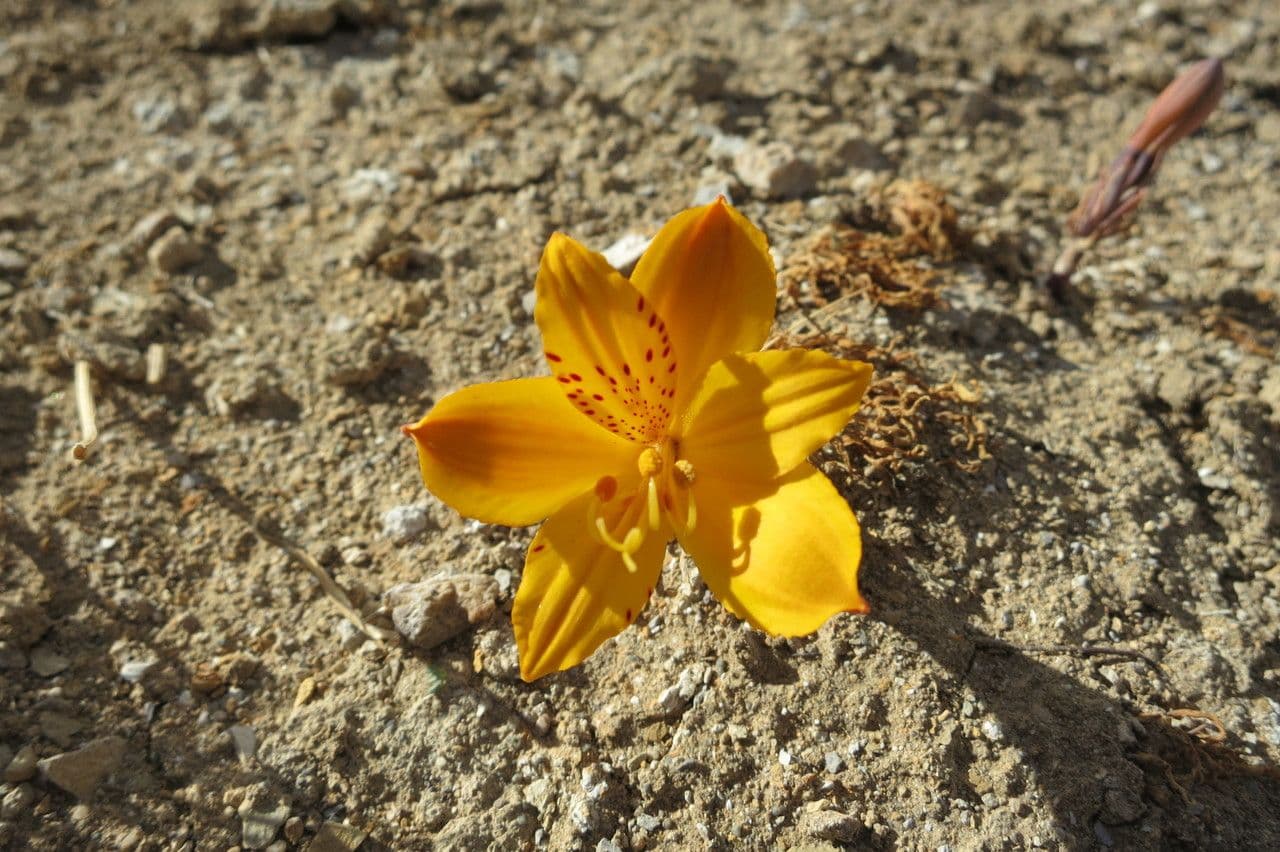 Alstroemeria 7