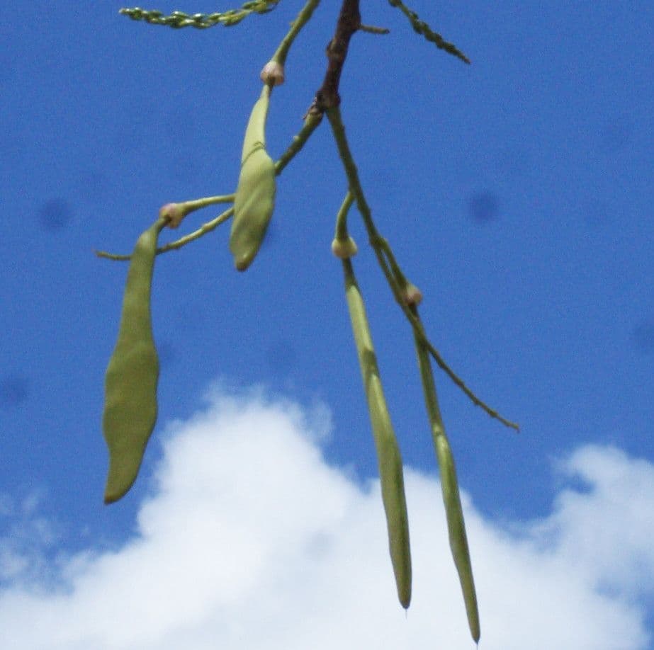 Lonchocarpus 2