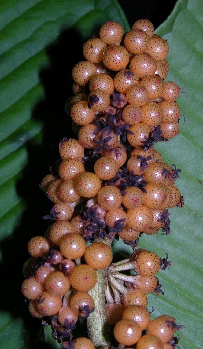 Ardisia 2