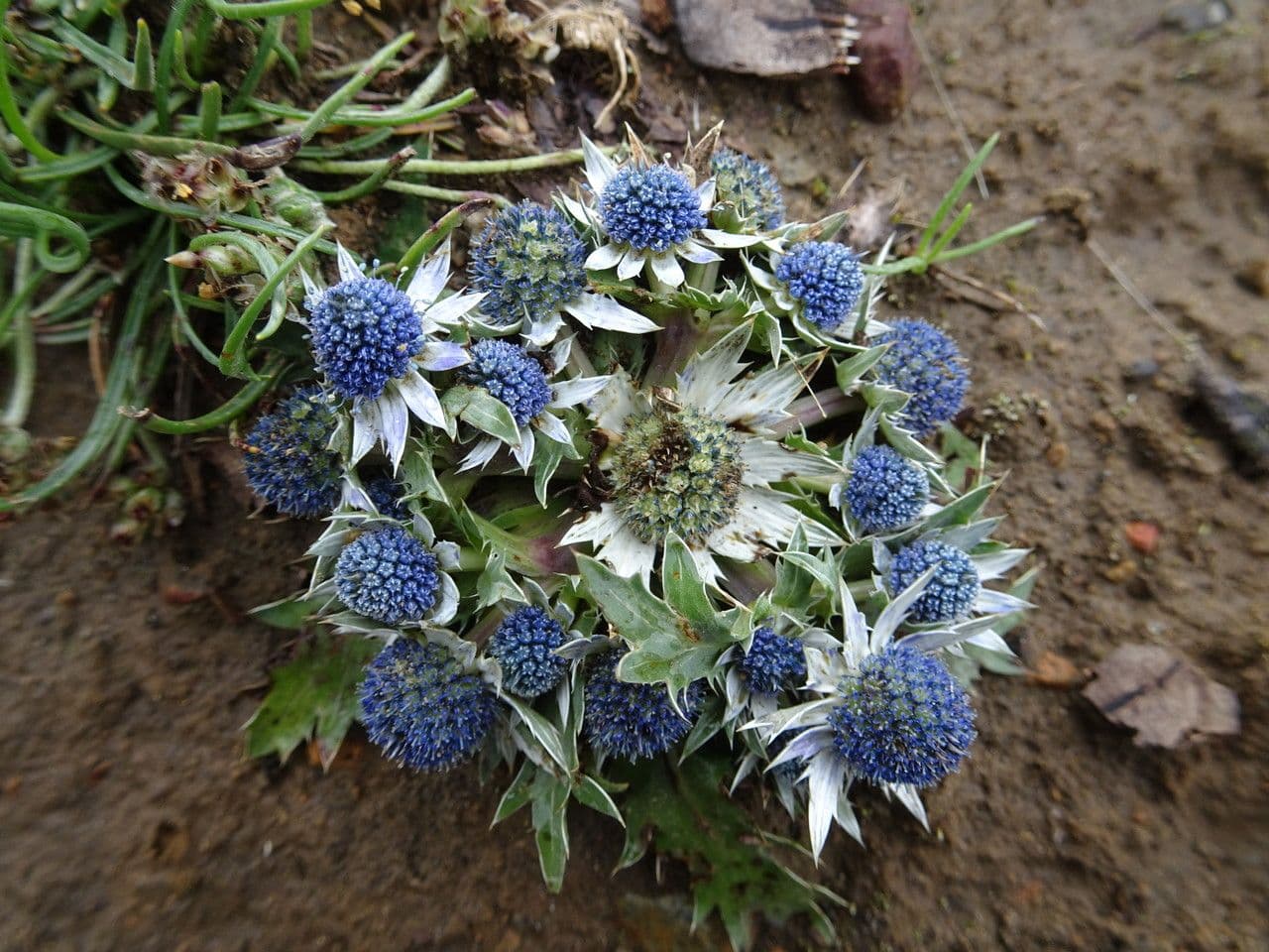 Eryngium carlinae 3