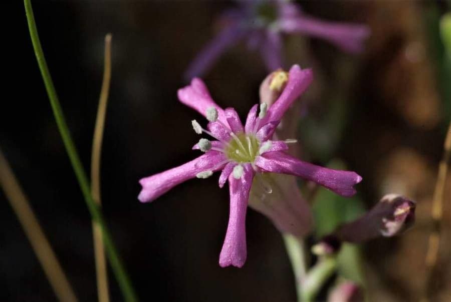 Silene 2